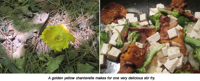 chanterelle