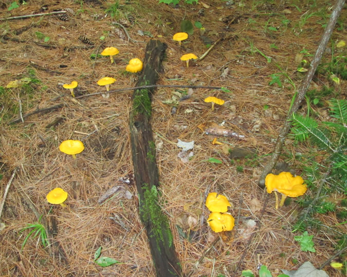 chanterelles2