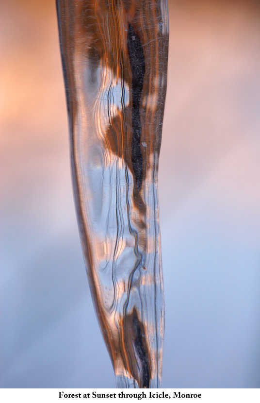 forest_at_sunset_through_icicle