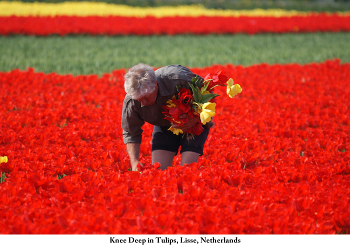 knee-deep_in_tulips2