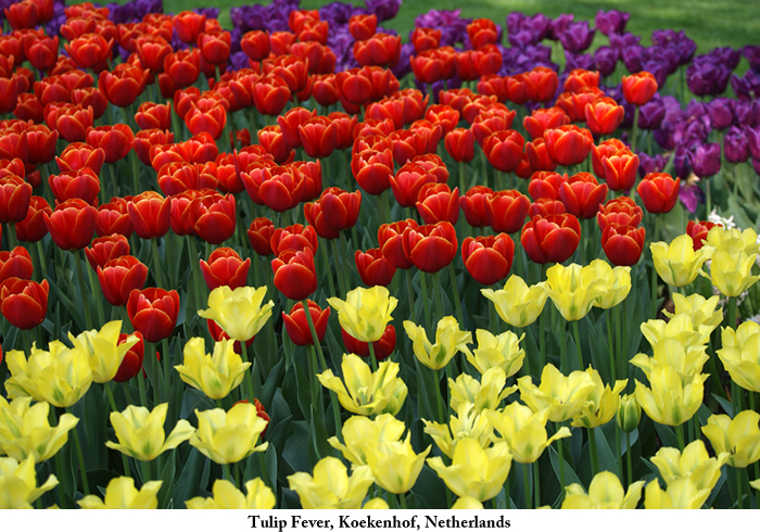 tulip_fever_Koekenhof_Netherlands