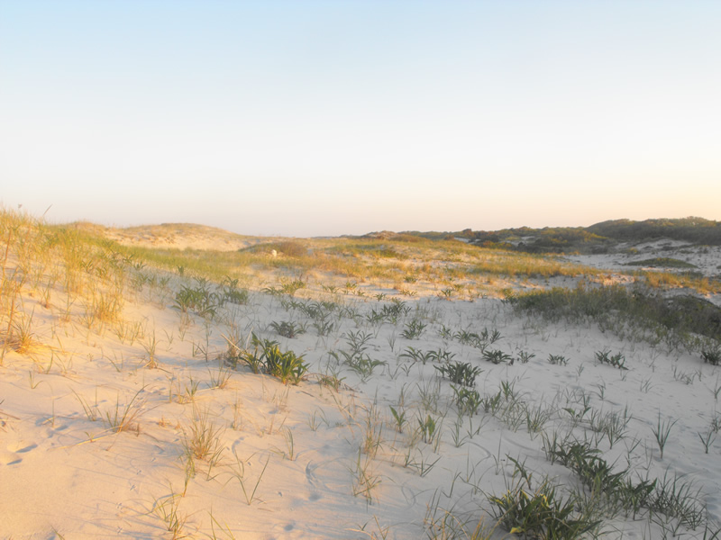 Sand Dunes at Island Beach State Park